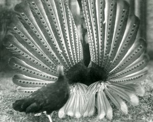 Un fagiano Argus maschio in display di corteggiamento, con una femmina accanto, Zoo di Londra, gennaio 1926 da Frederick William Bond