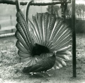 Un fagiano Argus maschio in display di corteggiamento, con una femmina accanto, Zoo di Londra, gennaio 1926