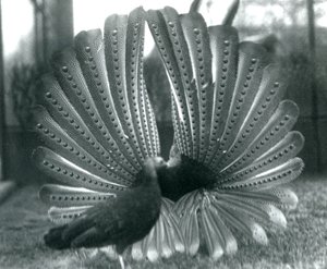 Un fagiano Argus maschio in display di corteggiamento, con una femmina accanto, Zoo di Londra, gennaio 1926 da Frederick William Bond