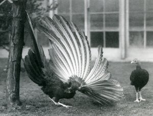 Un fagiano Argus maschio, o Grande Argus, che mostra le sue piume alari e caudali, mentre una femmina sta davanti a lui, zoo di Londra, gennaio 1926