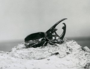 Un maschio di scarabeo Atlante che riposa sulla corteccia allo zoo di Londra da Frederick William Bond