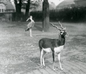 Un maschio di Blackbuck o Antilope Indiana in un recinto allo Zoo di Londra, ottobre 1926 da Frederick William Bond