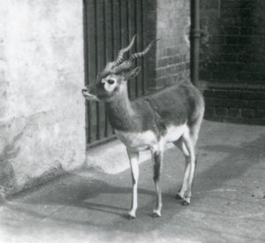 Un maschio di antilope cervicapra nel suo recinto al London Zoo, giugno 1925 da Frederick William Bond