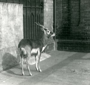 Un maschio di antilope cervicapra nel suo recinto al London Zoo, giugno 1925 da Frederick William Bond