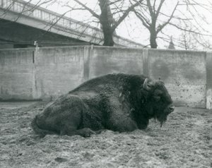 Un bisonte europeo maschio sdraiato sull