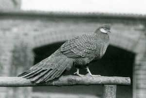 Un maschio di fagiano pavone grigio sul suo posatoio allo Zoo di Londra nel 1931 da Frederick William Bond