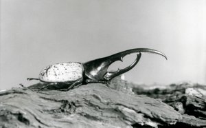 Un maschio di scarabeo Ercole che riposa sulla corteccia allo zoo di Londra