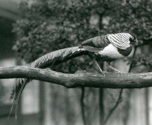 Un fagiano di Lady Amherst maschio, che cammina lungo un ramo orizzontale, allo Zoo di Londra nel 1926 da Frederick William Bond