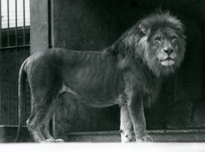 Un leone maschio al London Zoo, giugno 1924 da Frederick William Bond