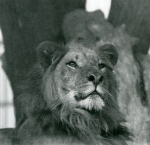 Un leone maschio allo Zoo di Londra nel 1929 da Frederick William Bond