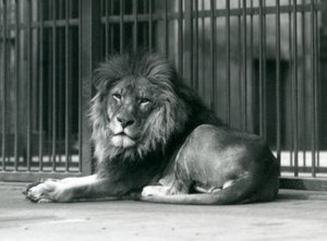 Un leone maschio sdraiato contro le sbarre del suo recinto, Zoo di Londra, settembre 1927 da Frederick William Bond