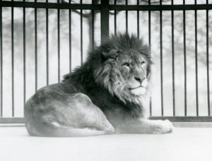 Un leone maschio che riposa nel suo recinto allo Zoo di Londra, marzo 1925 da Frederick William Bond