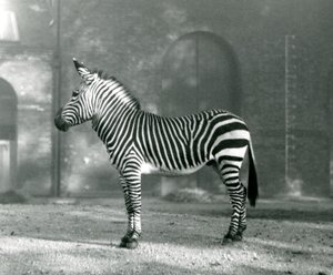 Una zebra maschio di montagna x zebra di montagna di Hartmann nel suo recinto allo Zoo di Londra nel settembre 1927 da Frederick William Bond