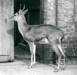 Un maschio di reedbuck comune del sud o reitbok vicino alla porta della casa degli antilopi, Zoo di Londra, 6 ottobre 1927 da Frederick William Bond