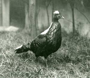 Un fagiano di Swinhoe maschio al London Zoo, settembre 1923 da Frederick William Bond