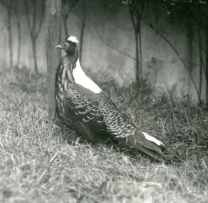 Un fagiano di Swinhoe maschio al London Zoo, settembre 1923