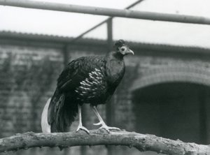 Un maschio di fagiano di Veilot/Crested Fireback in piedi su un ramo orizzontale allo Zoo di Londra nel 1928 (foto in b/n) da Frederick William Bond