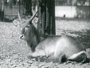 Un maschio di antilope d