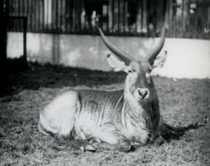 Un maschio di kobus defassa sdraiato sull