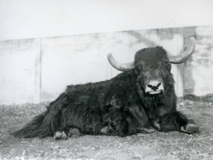 Un maschio di yak sdraiato nel suo recinto allo Zoo di Londra nel 1928 (foto in b/n) da Frederick William Bond