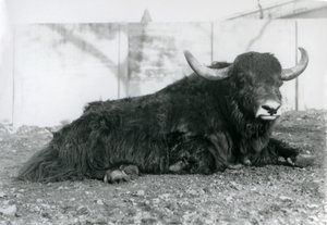 Un maschio di yak sdraiato nel suo recinto allo Zoo di Londra, agosto 1928 da Frederick William Bond