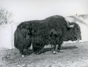 Un yak maschio nel suo recinto allo Zoo di Londra nel 1928 da Frederick William Bond
