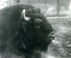Un Bisonte europeo maschio, Zoo di Londra, febbraio 1928 (foto b/n) da Frederick William Bond