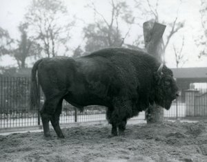 Un bisonte europeo maschio nel suo recinto allo Zoo di Londra, ottobre 1927. I bisonti europei vulnerabili sono anche conosciuti come wisent o bisonti dei boschi europei da Frederick William Bond
