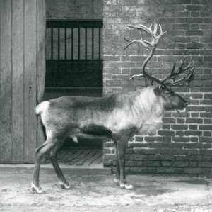 Un cervo maturo che sta nel suo recinto allo zoo di Londra nel 1925 da Frederick William Bond