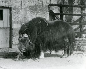 Un bue muschiato maturo, anche scritto Musk ox e Musk-ox, in piedi, che mangia nel suo recinto allo Zoo di Londra nel 1931 (foto in bianco e nero)