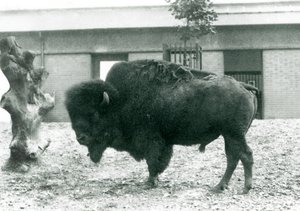 Un bisonte americano maschio quasi minacciato nel suo recinto, Zoo di Londra, 1927 da Frederick William Bond