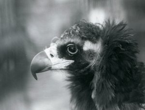 Un avvoltoio nero eurasiatico quasi minacciato allo Zoo di Londra, 1927