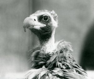 Un avvoltoio nero eurasiatico minacciato allo Zoo di Londra, luglio 1926 da Frederick William Bond