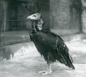 Un avvoltoio nero eurasiatico minacciato in piedi allo Zoo di Londra, 1927 da Frederick William Bond