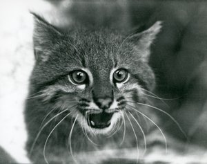 Un gatto delle Pampas quasi minacciato al London Zoo nel 1929 (foto in b/n) da Frederick William Bond