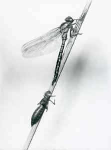 Una libellula ad anelli dorati appena emersa riposa su una canna sopra il suo guscio larvale vuoto, o exuvia, Zoo di Londra, 1925