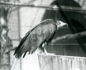 Un avvoltoio cappuccino in pericolo critico su un tronco, Zoo di Londra, settembre 1925 da Frederick William Bond