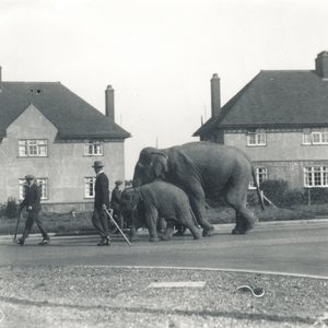 Una coppia di elefanti indiani che camminano da Tilbury a ZSL Whipsnade da Frederick William Bond
