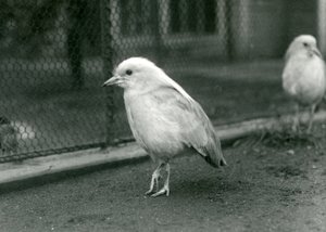 Una coppia di kagus, o cagous, che stanno sul pavimento del loro recinto allo zoo di Londra, 1927