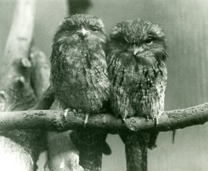 Una coppia di Tawny Frogmouths seduti su un ramo allo Zoo di Londra nel 1924 da Frederick William Bond