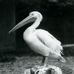 Un pellicano su un ceppo allo Zoo di Londra, settembre 1925 da Frederick William Bond