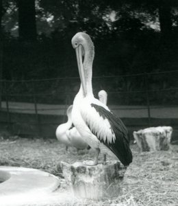 Un pellicano su un ceppo che si pulisce il collo allo Zoo di Londra, settembre 1925 da Frederick William Bond
