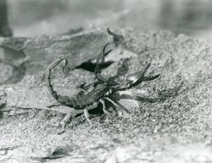 Uno scorpione allo Zoo di Londra nel 1929 (foto in bianco e nero) da Frederick William Bond
