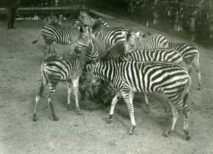 Un piccolo branco di zebre di Chapman, inclusi i giovani, Zoo di Londra nel 1923 da Frederick William Bond