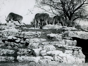 Un piccolo branco di Eland comune che pascola tra le rocce nel recinto degli Eland al London Zoo, giugno 1925 da Frederick William Bond
