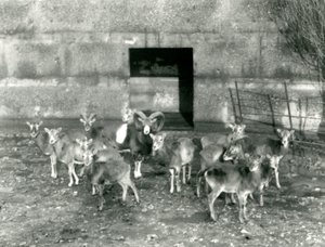 Un piccolo branco di mufloni allo Zoo di Londra, novembre 1926 da Frederick William Bond