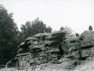 Un gruppo di babbuini sacri tra le rocce su 
