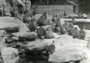 Un gruppo di babbuini sacri, tra cui uno che beve da una pozza, tra le rocce di 
