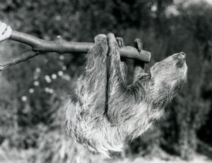 Un bradipo didattilo appeso a un ramo tagliato, tenuto da un custode, Zoo di Londra, settembre 1925 da Frederick William Bond
