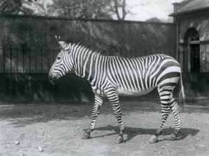 Una vulnerabile zebra di Hartmann nel suo recinto allo Zoo di Londra da Frederick William Bond